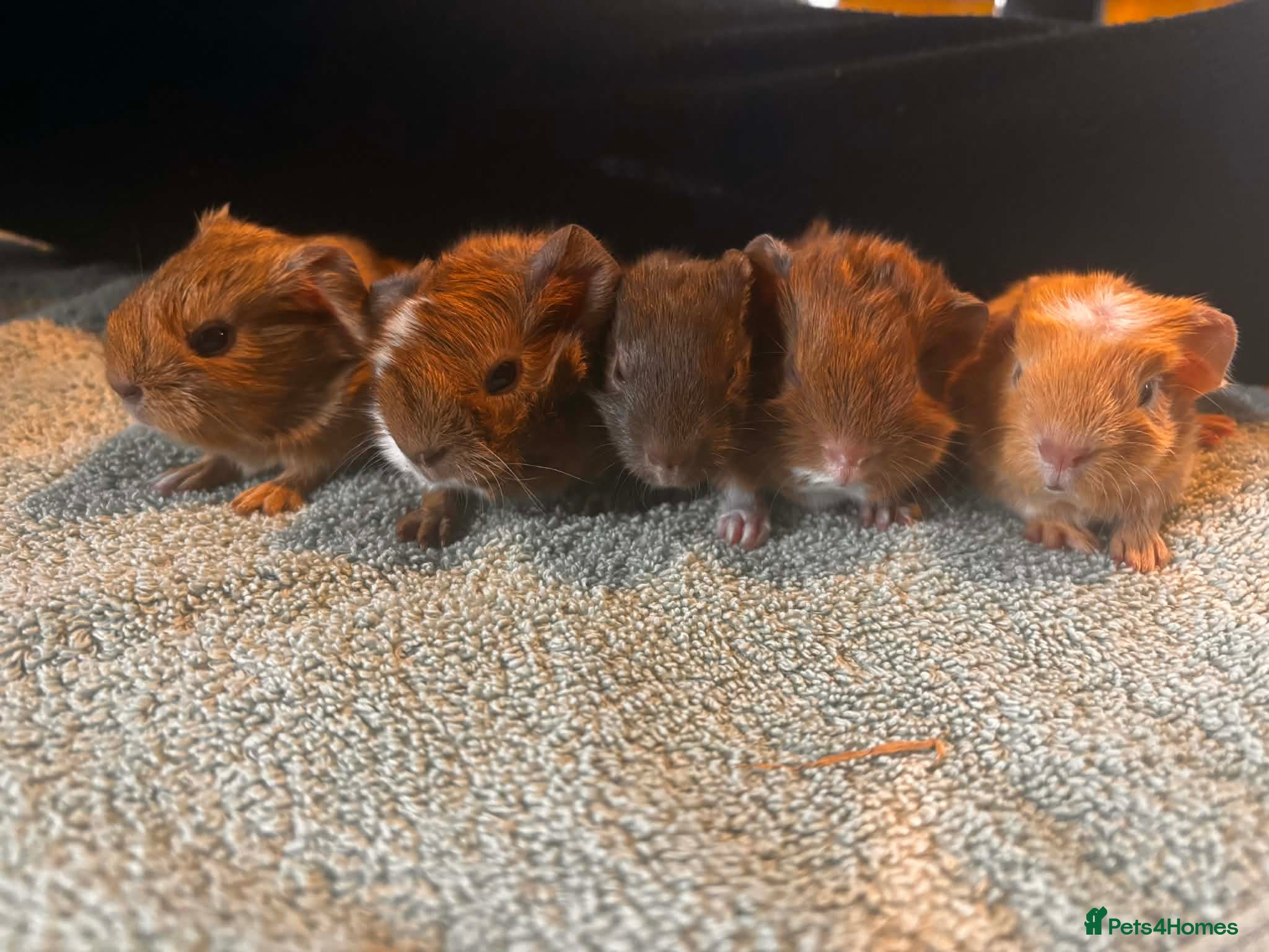 Guinea Pig rodents Handsome funky boys  - Advert 17