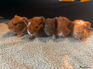 Guinea Pig rodents Handsome funky boys - Advert 14