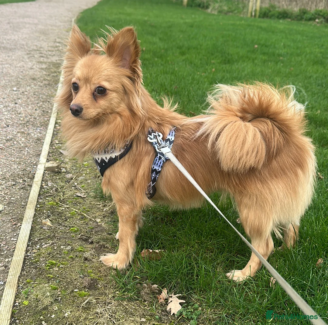 Pomeranian dogs for sale: Pomeranian for Adoption - Advert 2