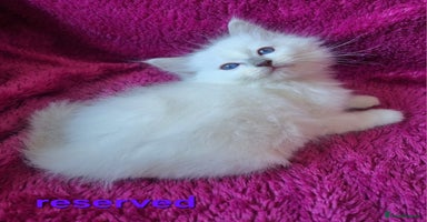 Ragdoll cats - Advert 2