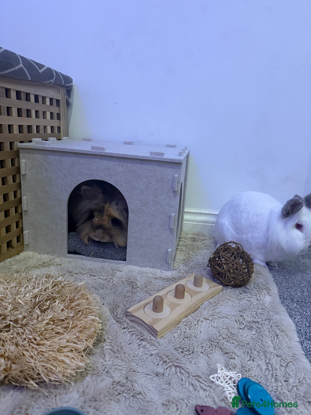 Lionhead rabbits for sale: Lionhead and double lion head  - Image 6