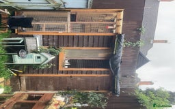 Cockatiels birds for sale: Birds Wanted  - Image 1
