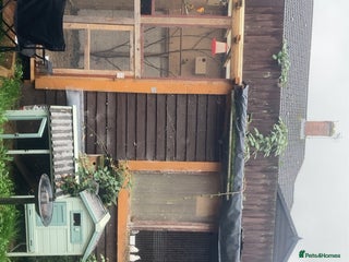 Cockatiels birds - Advert 26