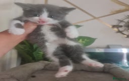 Mixed Breed cats for sale: Stunning  kittens looking  4 new home - Image 11