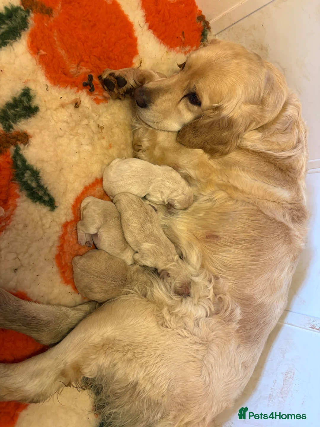 Golden Retriever dogs for sale: Puppies - Advert 12