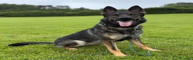 German Shepherd 1