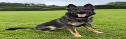 German Shepherd dogs for sale: Loving German Shepherd Seeking her Forever Family - Advert 2