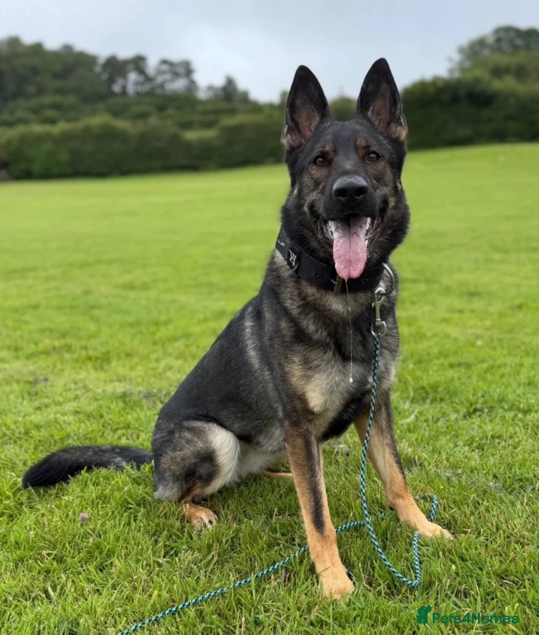 German Shepherd dogs for sale: Loving German Shepherd Seeking her Forever Family - Advert 2