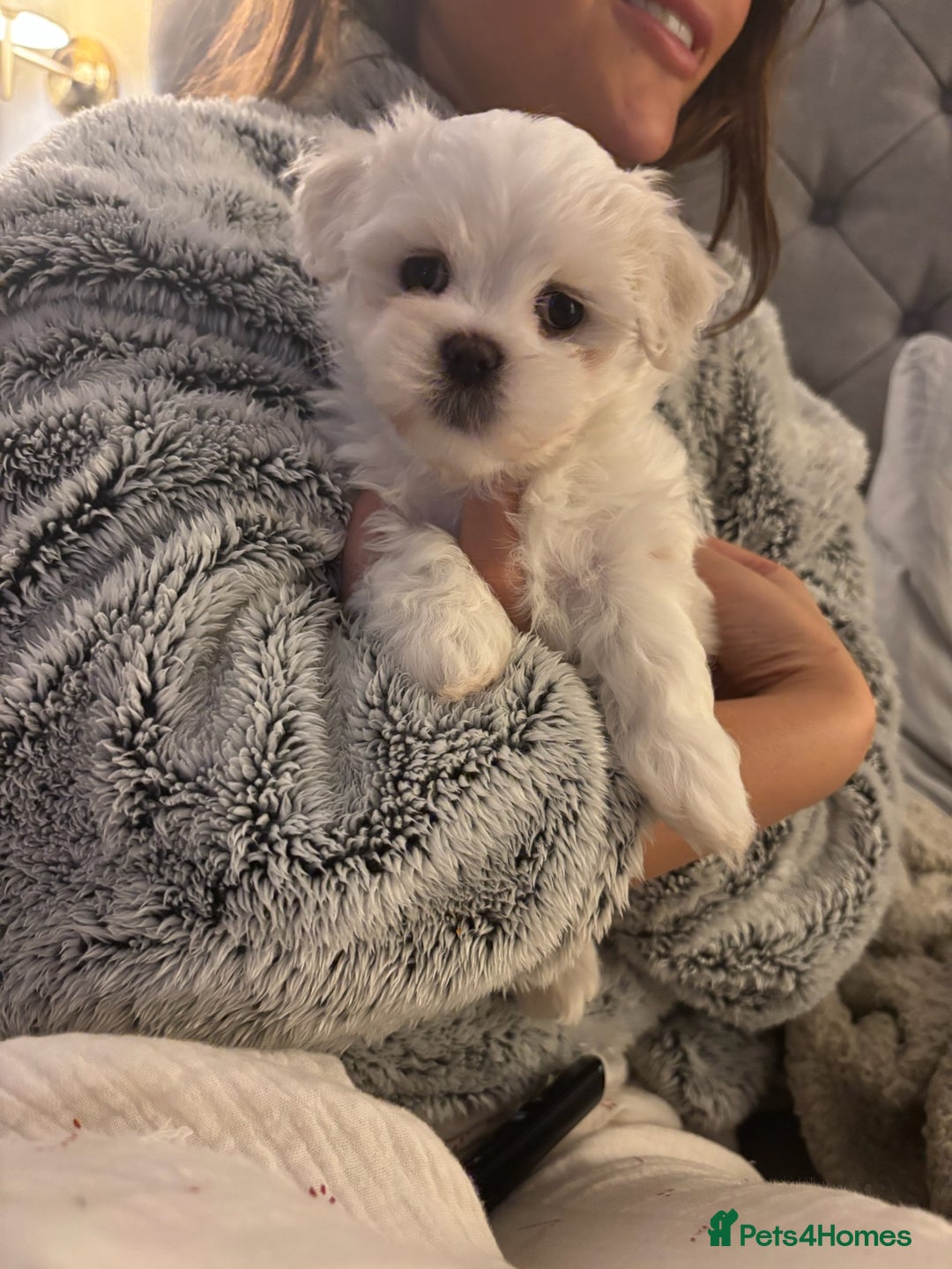 Malshi dogs for sale: Adorable Korean Maltese x Malshi puppies  - Advert 12