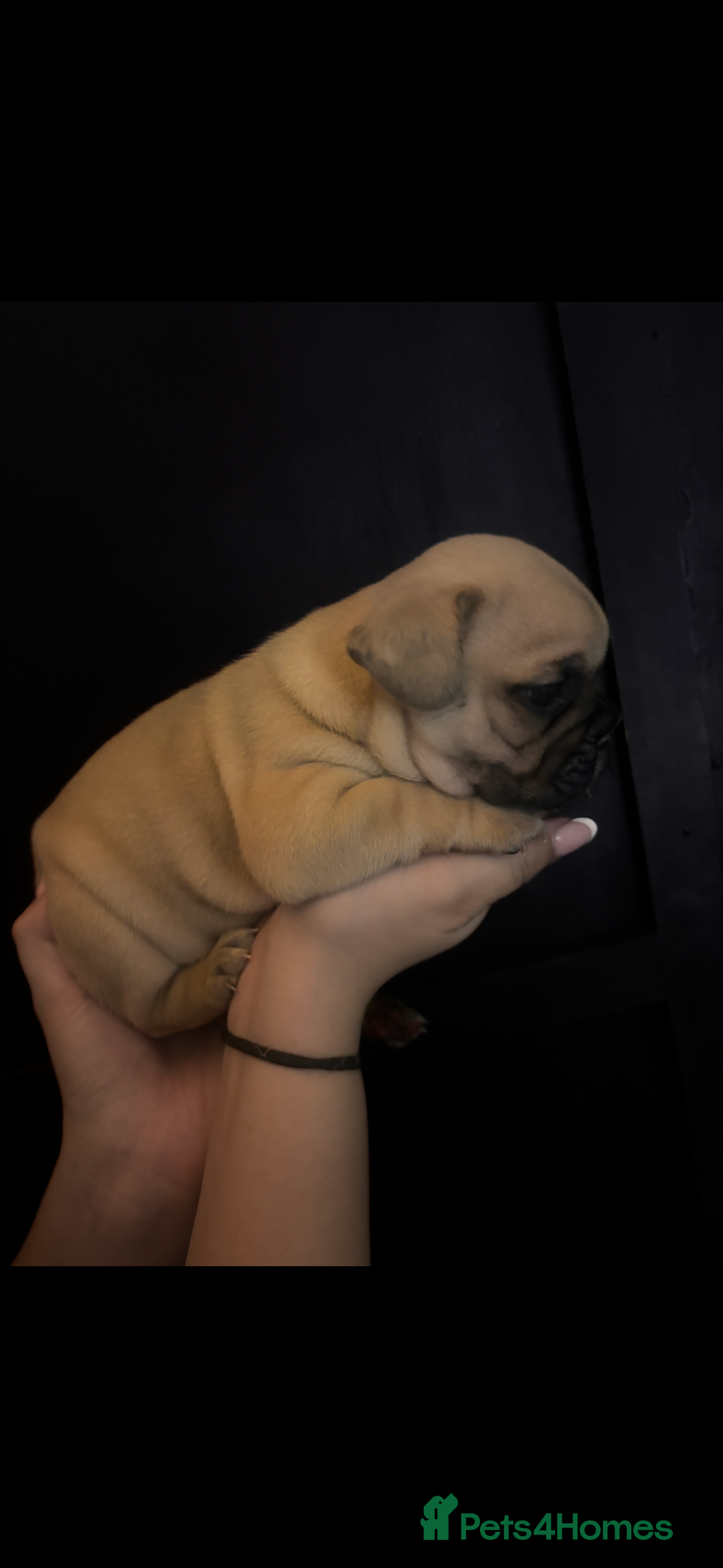 French Bulldog dogs for sale: Beautiful chunky Frenchie pups - Image 7