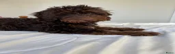 Cockapoo dogs for stud: Proven chocolate Cockapoo STUD - Advert 3
