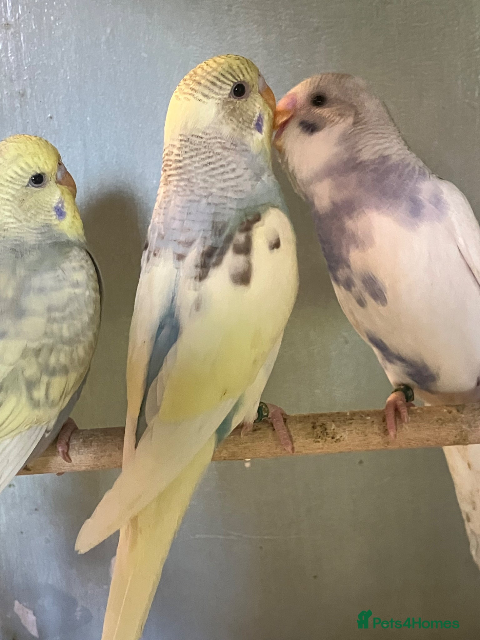 Budgerigars birds Baby budgies for sale - Advert 12