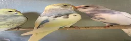 Budgerigars birds for sale: Baby budgies for sale - Advert 1
