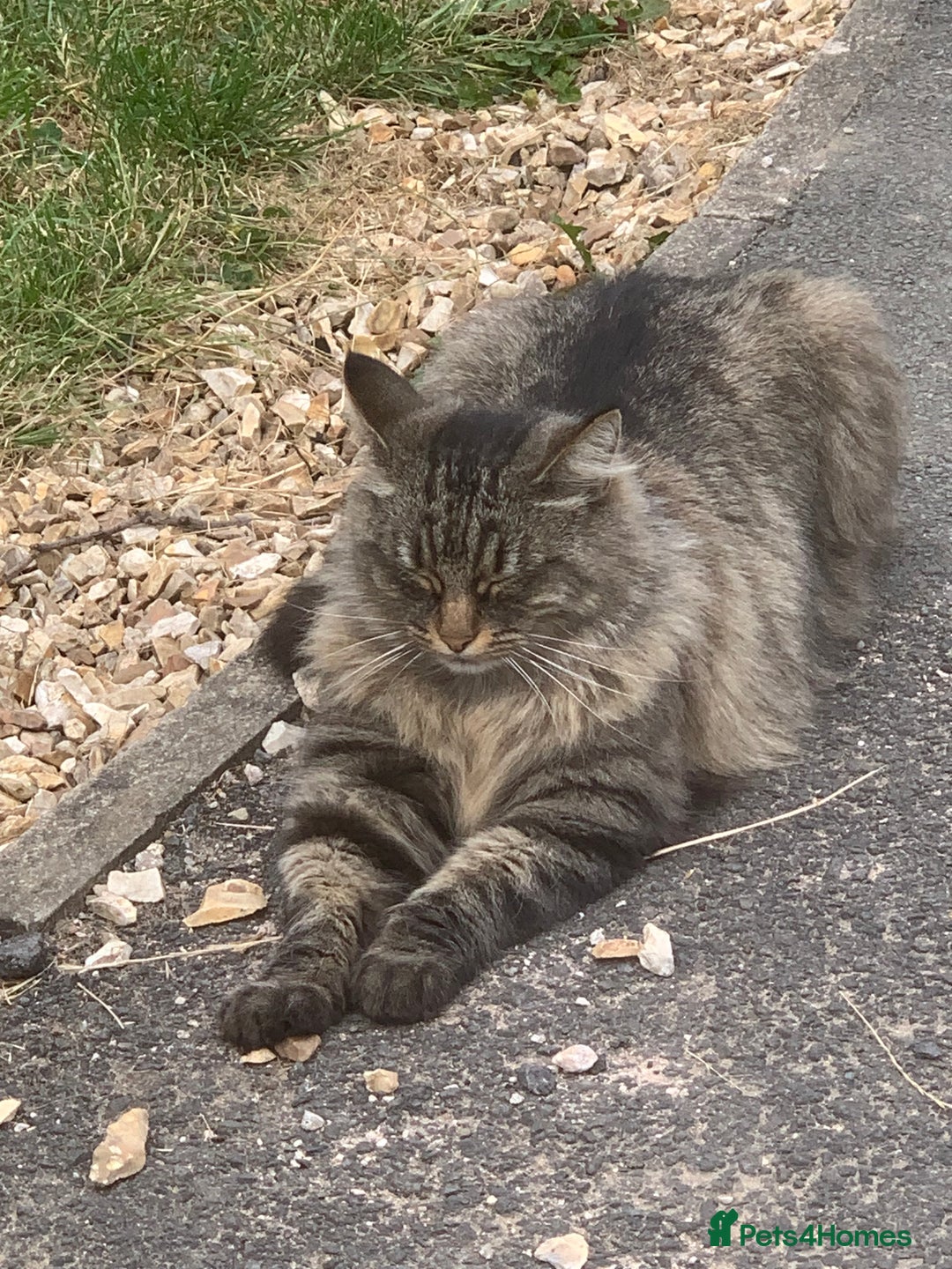 Norwegian Forest Cat cats for sale: A big stunning Norwegian Forest Cat femail - Image 5