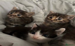 British Longhair cats for sale: 3 kittens looking for new home - Image 1
