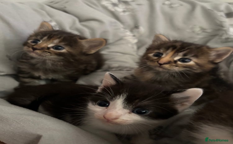 British Longhair cats - Advert 1