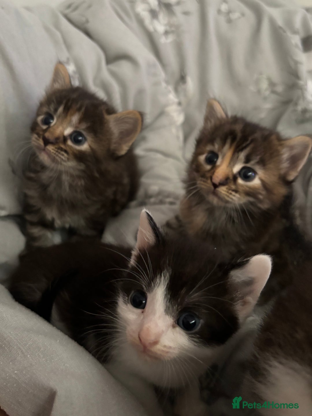 British Longhair cats for sale: 3 kittens looking for new home - Image 1