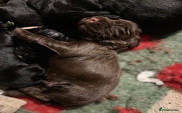 Sprocker dogs for sale: 🤎 8 beautiful sprocker pups 🤎 - Image 6