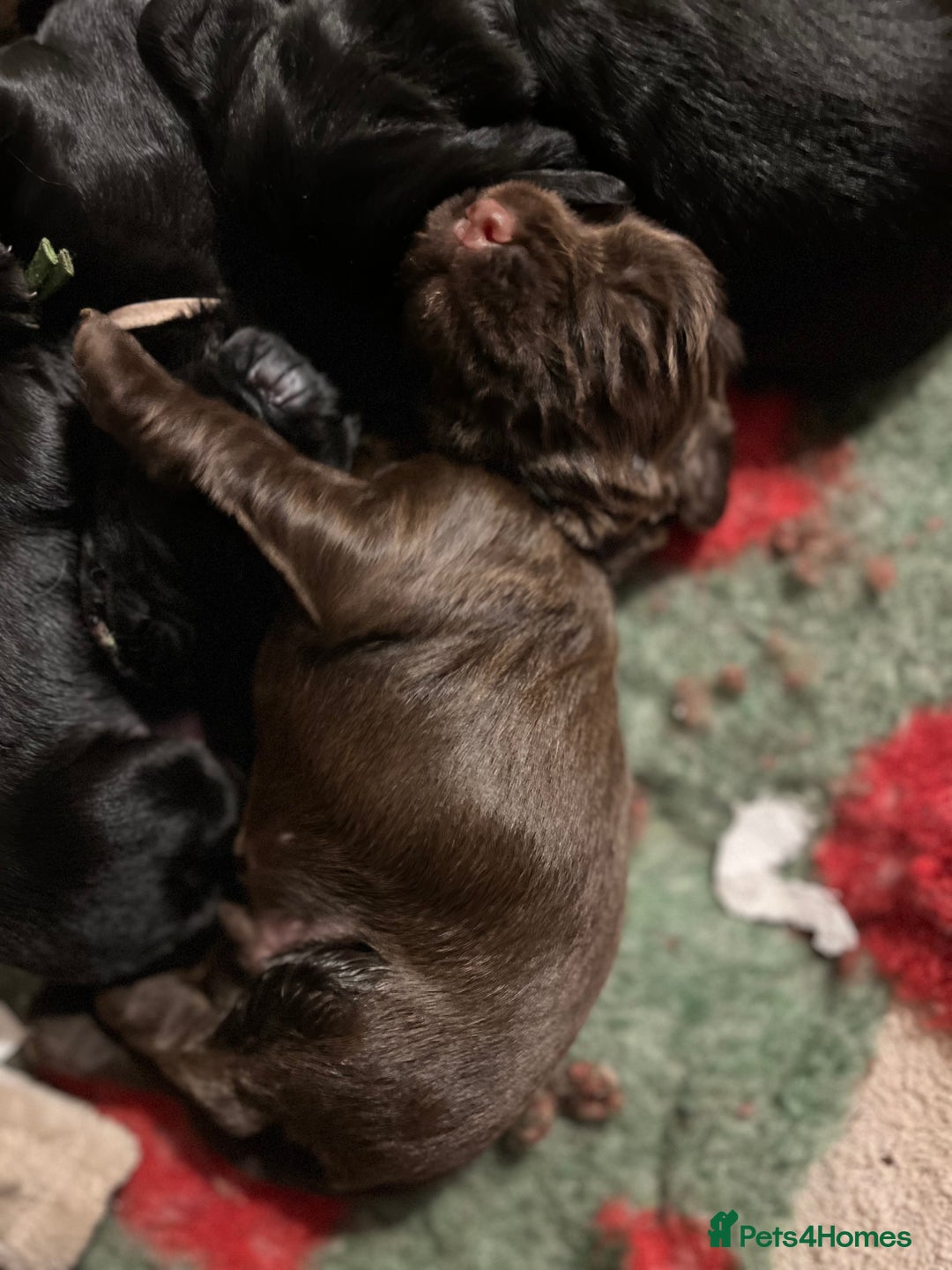 Sprocker dogs for sale: 🤎 8 beautiful sprocker pups 🤎 - Image 6