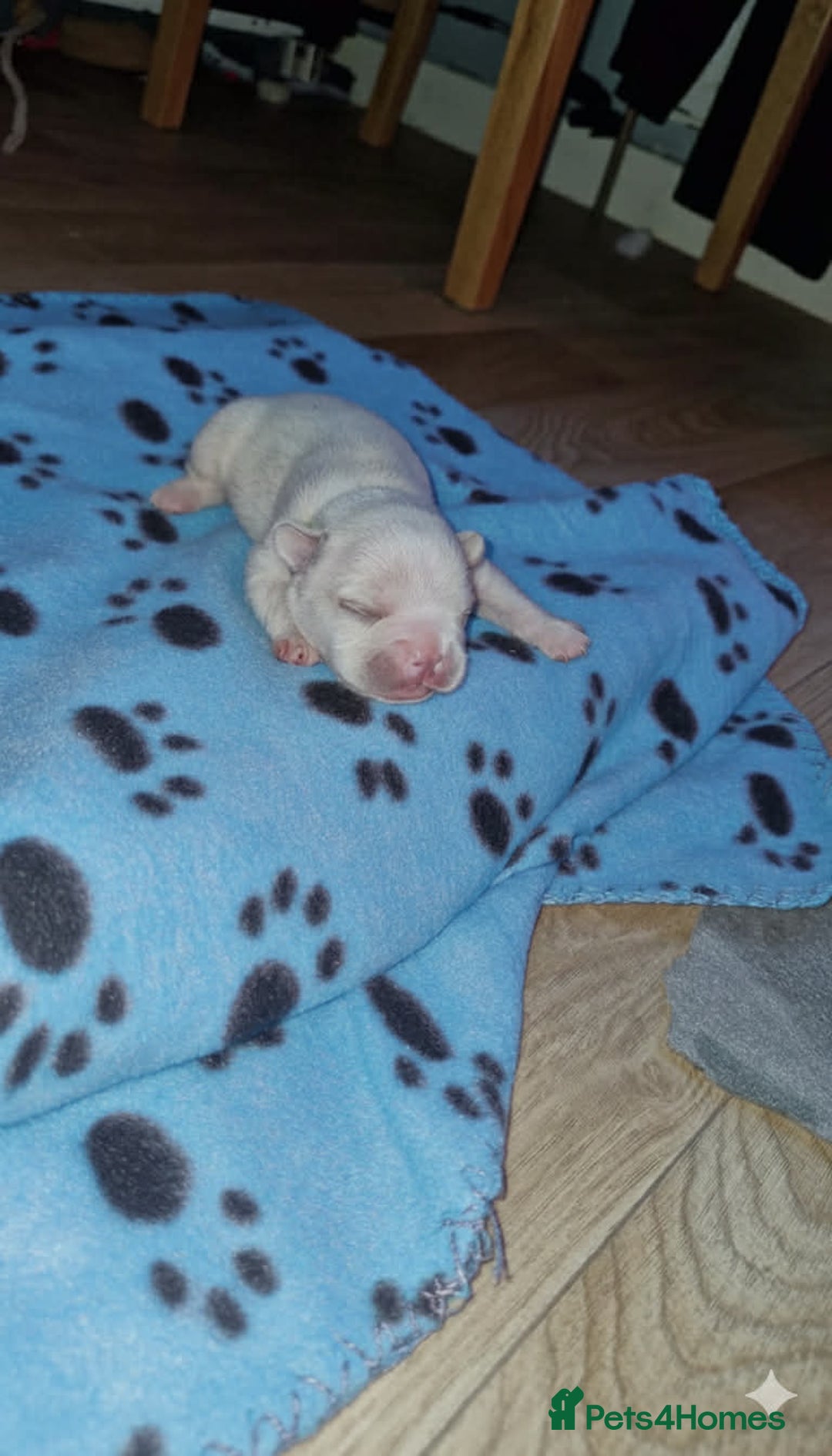 French Bulldog dogs for sale: French bulldog - Advert 2