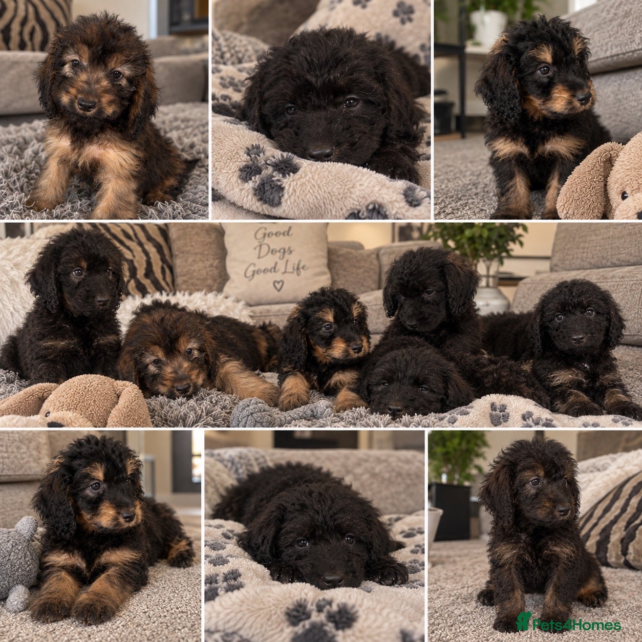 Cockapoo dogs F1 cockapoo puppies  - Advert 1