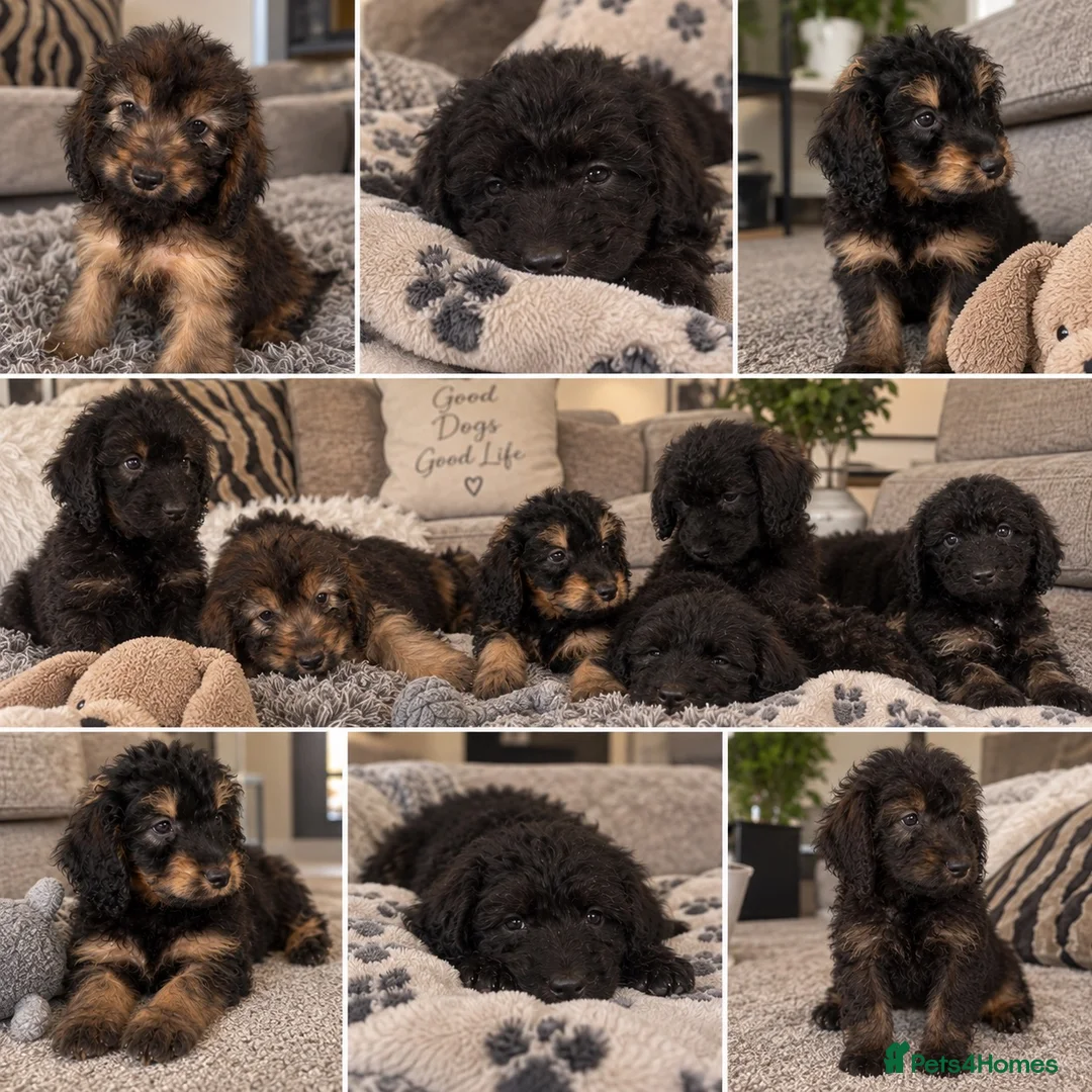 Cockapoo dogs for sale: F1 cockapoo puppies  in Preston - Advert 2