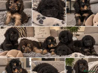 Cockapoo dogs F1 cockapoo puppies - Advert 1