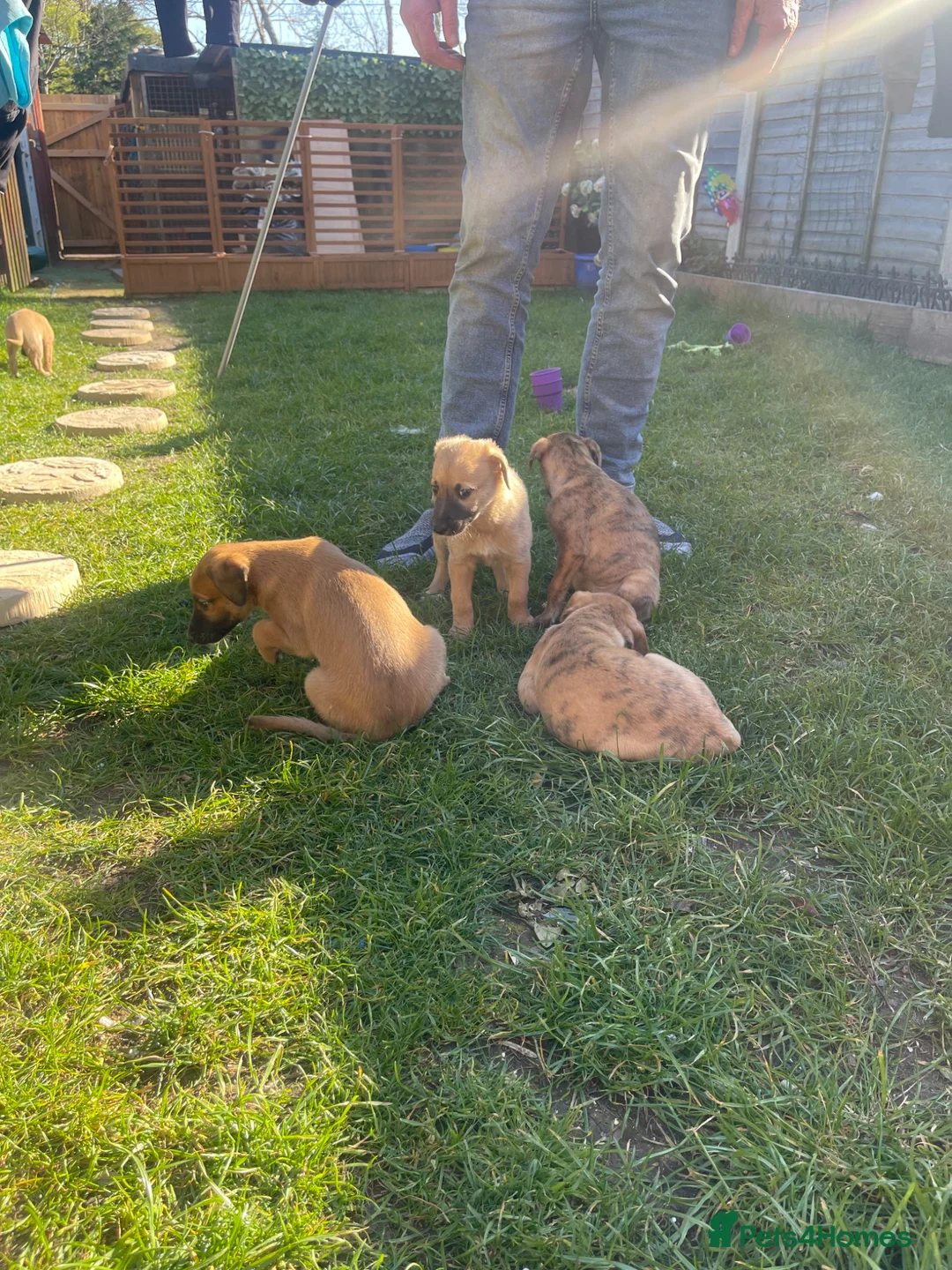 Mixed Breed dogs for sale: Bedlington whippet greyhound  - Advert 1