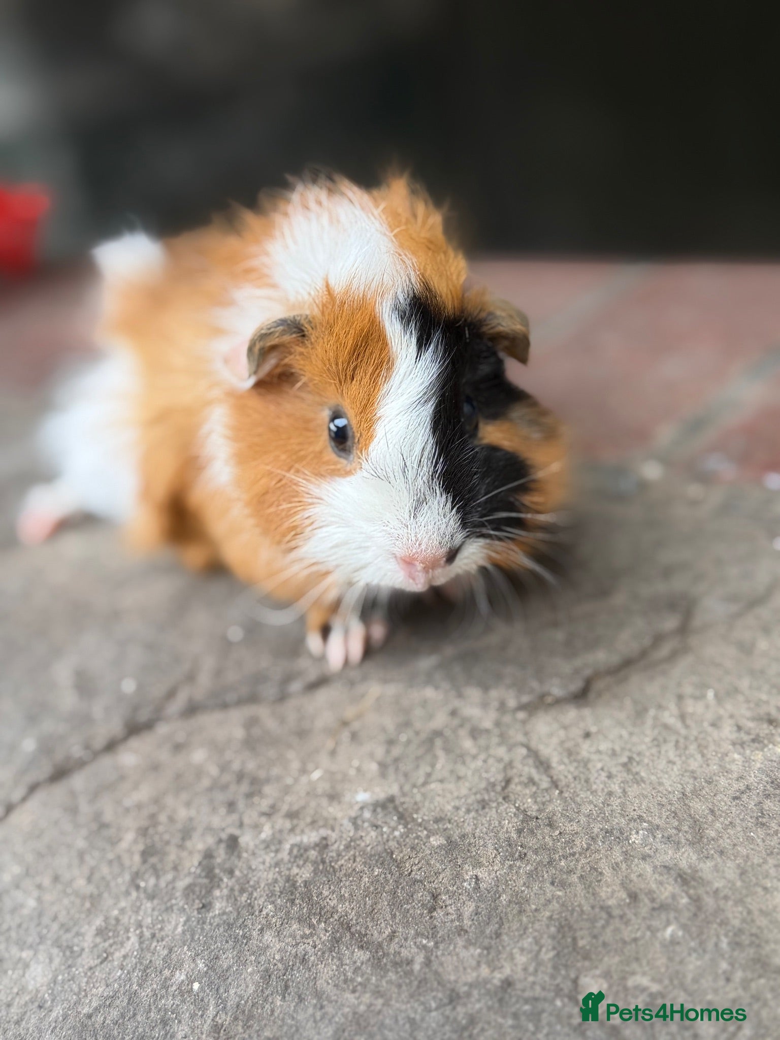 Guinea Pig rodents Gorgeous colourful guinea pigs - Advert 17