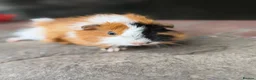 Guinea Pig rodents for sale: Gorgeous colourful guinea pigs - Advert 1