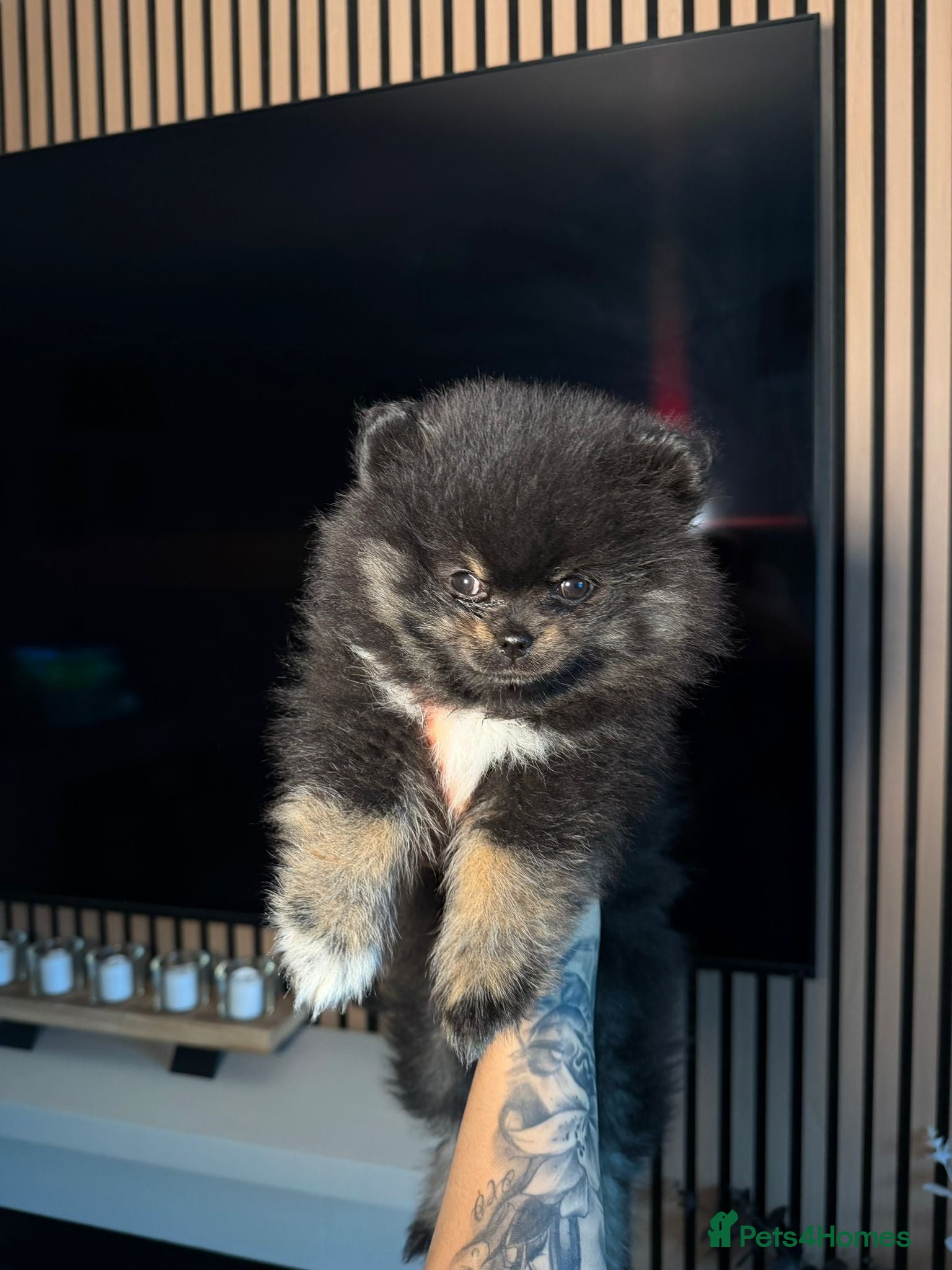 Pomeranian dogs female pomeranian ready for her home - Advert 4