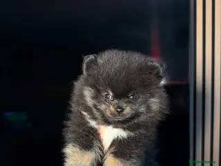 Pomeranian dogs female pomeranian ready for her home - Advert 4