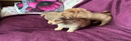 Chihuahua dogs for sale: Outstanding tiny tiny chichahua  - Advert 20