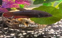 Bettas fish for sale: 6x Female Betta - Image 5