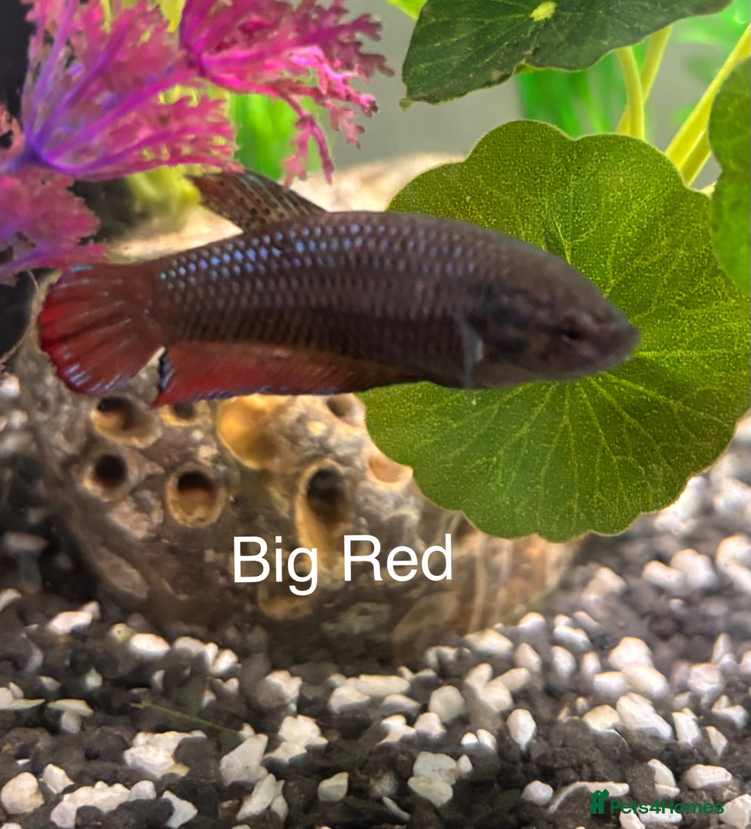 Bettas fish for sale: 6x Female Betta - Image 5
