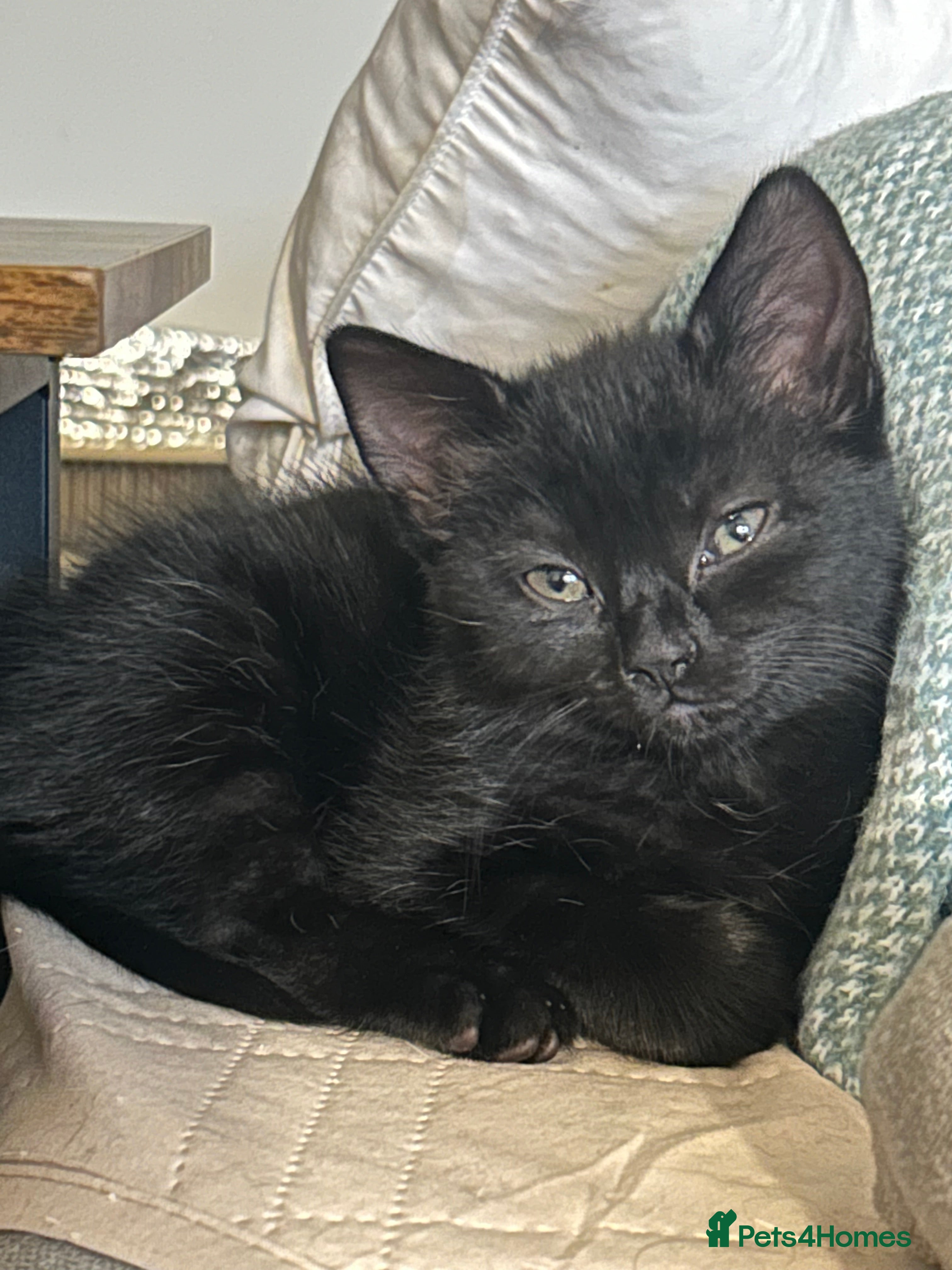 Ragdoll cats RUSSIAN DOLL kittens  - Advert 6