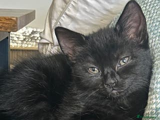 Ragdoll cats RUSSIAN DOLL kittens - Advert 6