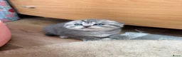 Scottish Fold cats for sale: 😊Tabby Scottish fold  - Advert 37