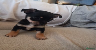 Jack Russell dogs - Advert 12