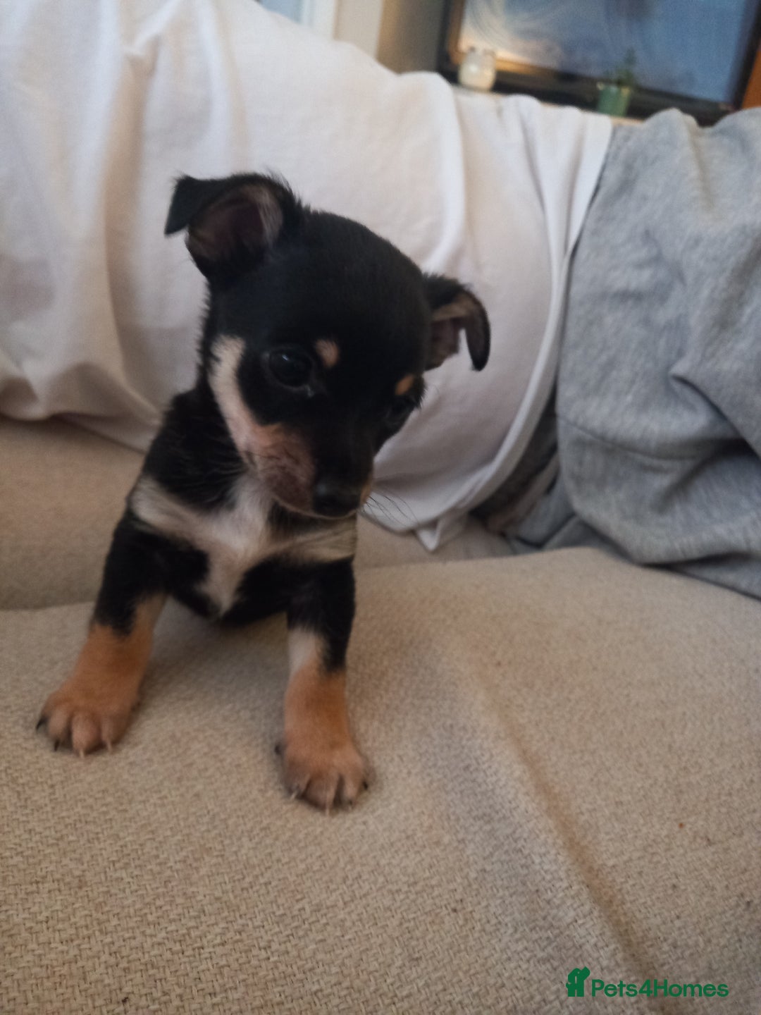 Jack Russell dogs for sale: 2 beautiful Jack Russell puppys - Image 2