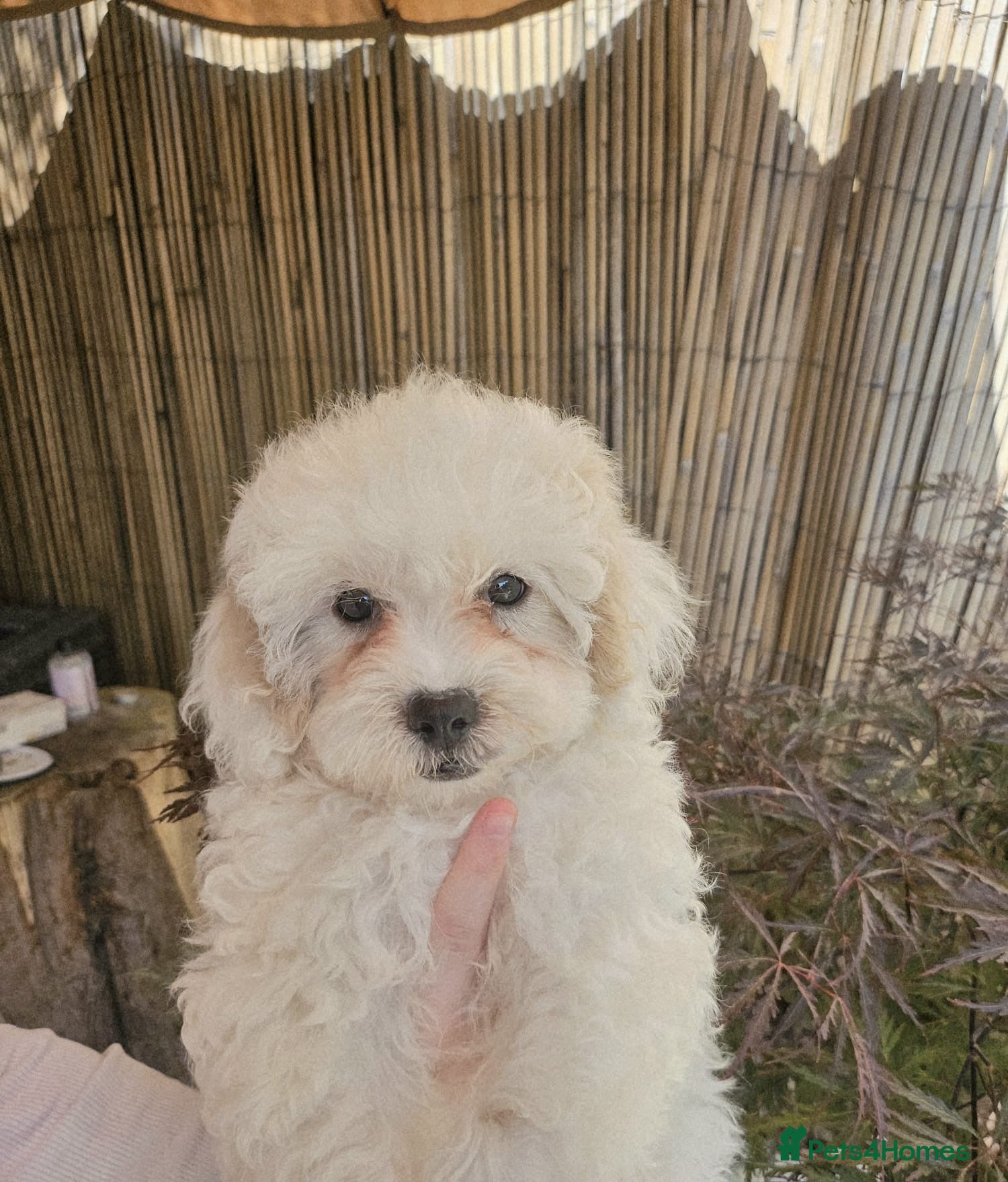 Shihpoo dogs ❤️ Beautiful Shihpoo’s 🐶 ❤️ - Advert 1