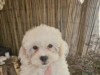 Shihpoo dogs ❤️ Beautiful Shihpoo’s 🐶 ❤️ - Advert 1