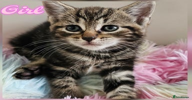 Mixed Breed cats - Advert 10