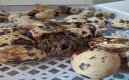 Quail poultry for sale: Coturnix quail - Image 1