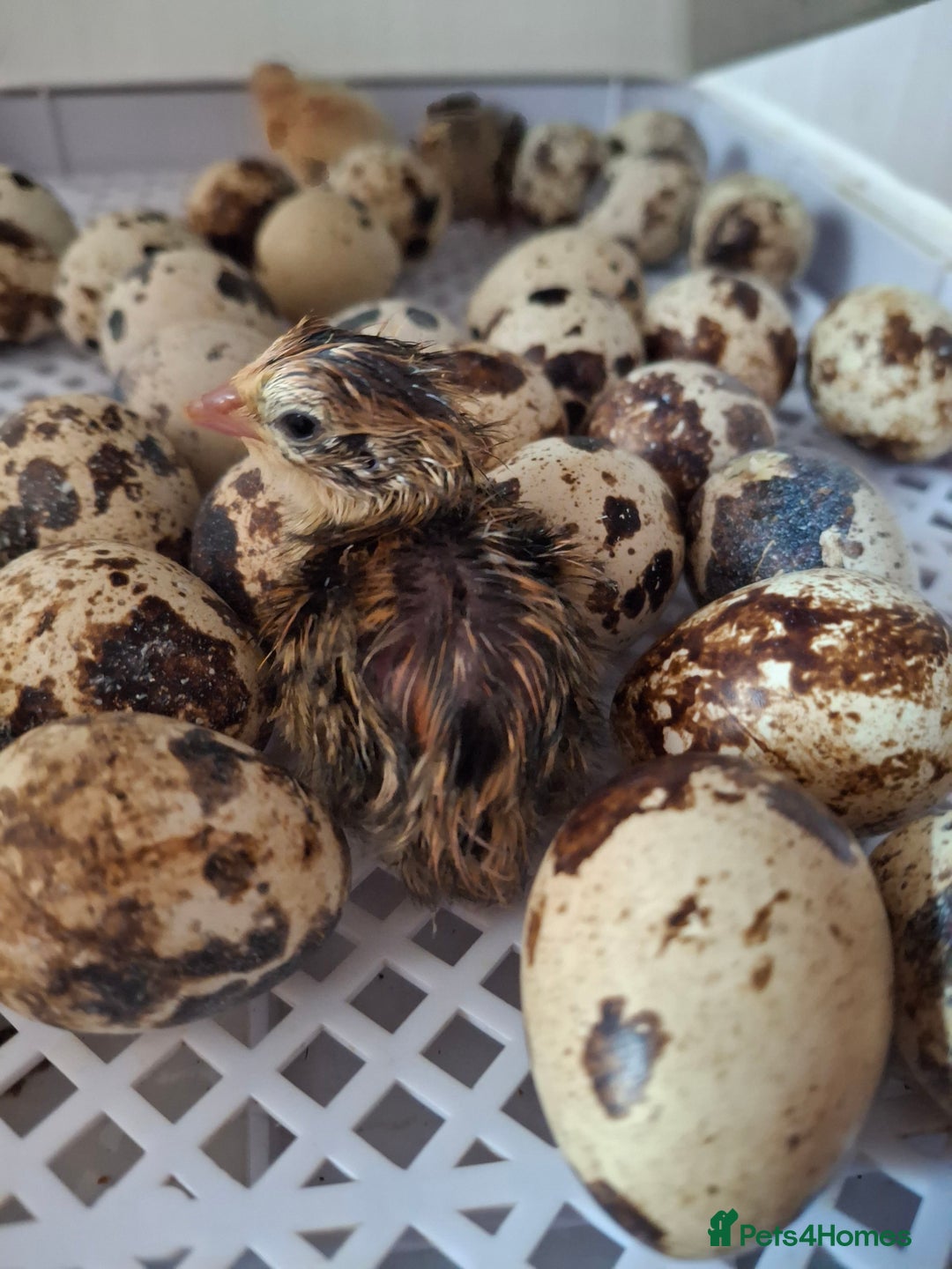 Quail poultry for sale: Coturnix quail - Image 1