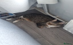 Bengal cats for sale: This is saint  - Image 4