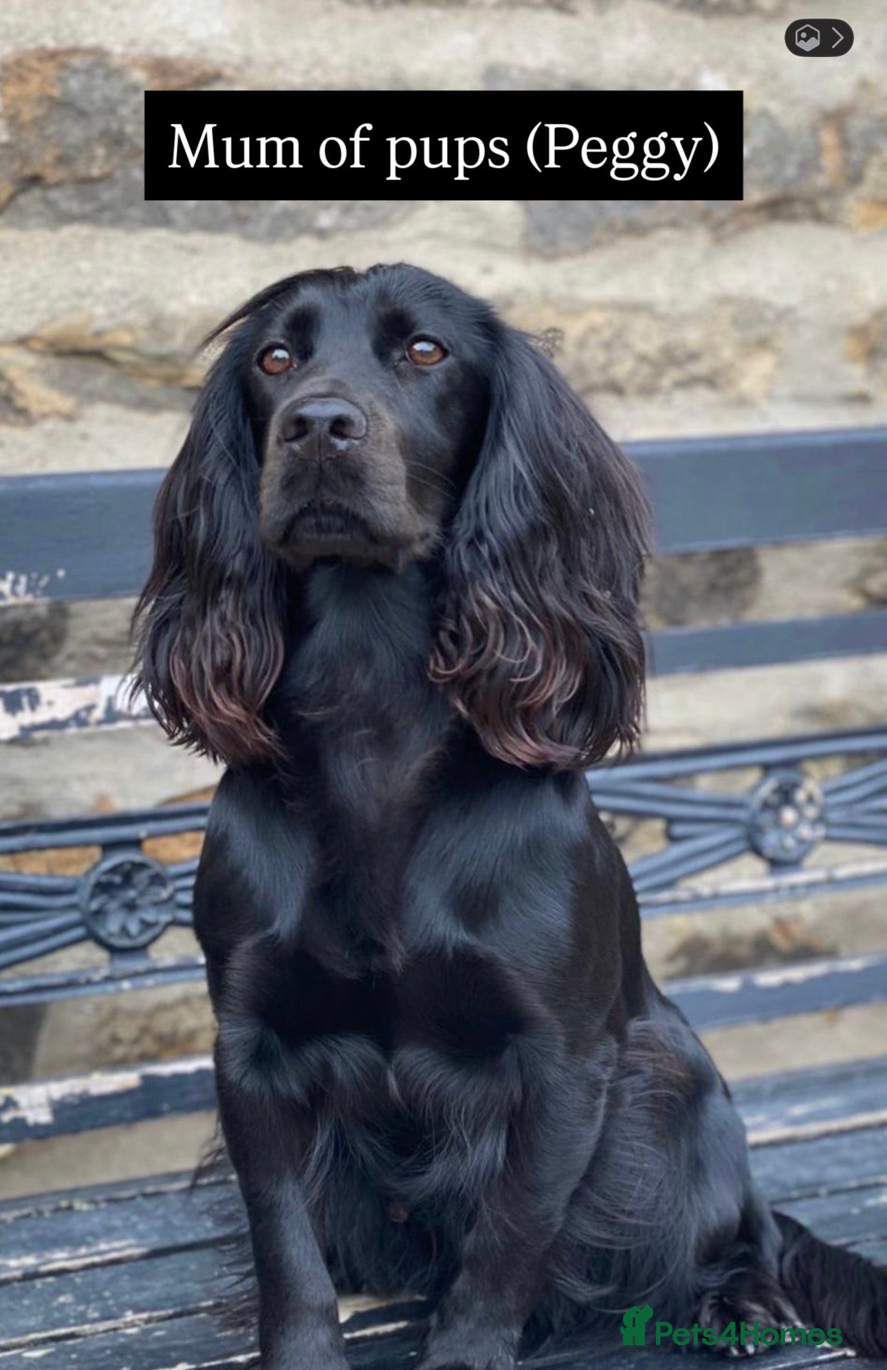 Cocker Spaniel dogs Cocker spaniel puppies due - top breeding lines - Advert 2