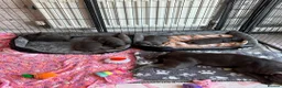 Staffordshire Bull Terrier dogs for sale: Beautiful blue Staffordshire bull terrier puppies  in Coventry - Advert 7
