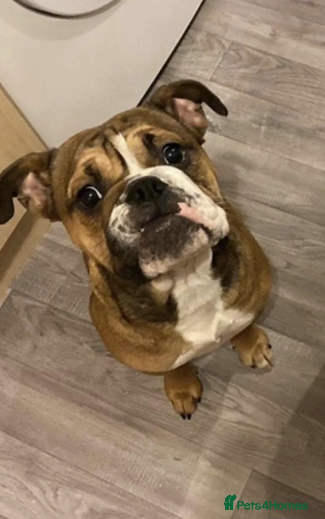 English Bulldog dogs for sale: Female English bull dog  - Advert 1