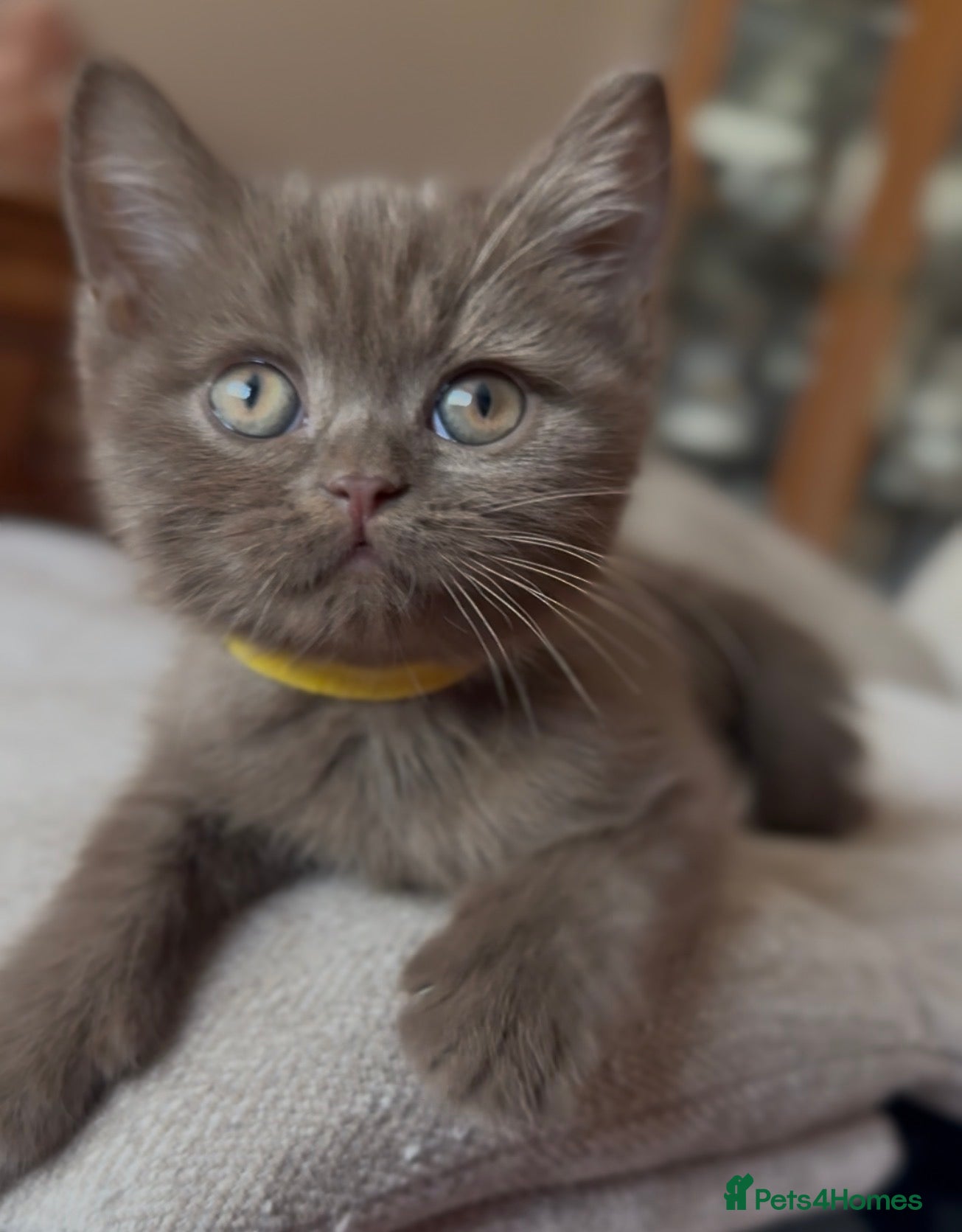 British Shorthair cats Champion bloodlines - Last cinnamon boy! -Active. - Advert 10